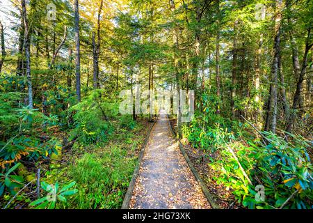 Point of view pov view in jungle pine forest path with wooden boardwalk trail in autumn fall season at sunset in Cranberry Glades Wilderness in West V Stock Photo