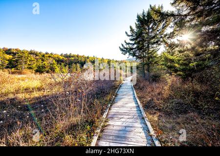 Plants bushes in autumn fall meadow field in Cranberry Glades Wilderness boardwalk hiking trail path in West Virginia mountains with sunset sun behind Stock Photo