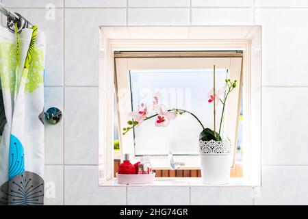 Modern white bathroom tiles tiled wall with shower curtain open window and sunny bright natural sunlight light and potted colorful orchid flower decor Stock Photo