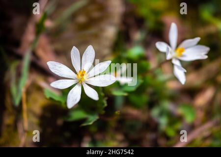 Macro of two white daisy wild flowers of Bloodroot Sanguinaria canadensis wildflowers on hiking trail in Wintergreen, Virginia Blue Ridge Mountains in Stock Photo