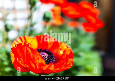 Colorful bright orange red color large poppy flowers macro closeup texture in summer garden with green leaves in blurry bokeh background on sunny day Stock Photo