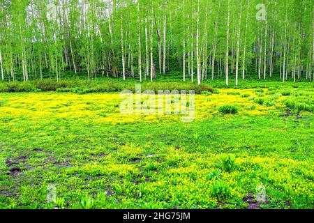 Colorful vivid vibrant yellow color buttercup wild flowers wildflowers field meadow in Crested Butte, Colorado Snodgrass trail in summer in Rocky Moun Stock Photo