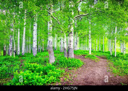 Snodgrass trail dirt mountain bike trail footpath road through green lush Aspen forest in Mt Crested Butte, Colorado park with nobody and pattern of t Stock Photo