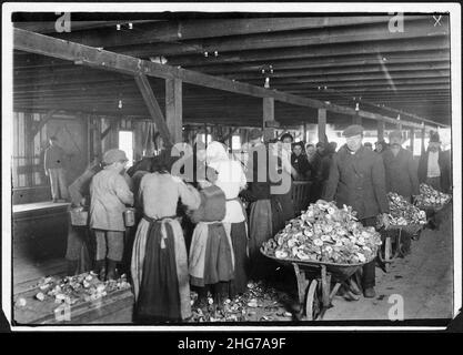 Shucking oysters in Alabama Canning Co. Small boy in left is Mike Murphy, ten years old. Bayou La Batre, Ala. Stock Photo