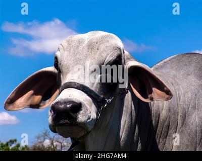 brahman bull on a farm for genetic improvement of beef cattle in Brazil Stock Photo
