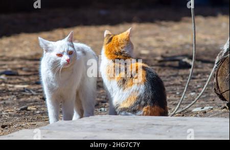 a completely white fluffy cat stands near a tricolor cat in the fence of a rural village yard with a frowning, wary, concentrated look Stock Photo