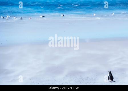 Gentoo Penguin (Pygocelis papua papua) walking on the beach, East Falkland, Falkland Islands, South America Stock Photo