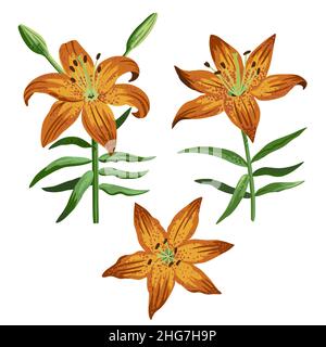 Set of garden orange bulbous lily isolated on white background. Stock Vector