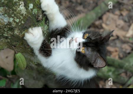Close-up portrait of cat face black and white background Stock Photo