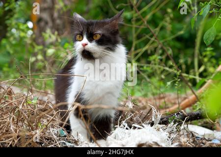 Black cat sitting in the bush background  abstract, defocused, Stock Photo