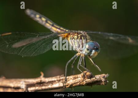 A female Blue Dasher poses on a twig, and appears to be smiling. Raleigh, North Carolina. Stock Photo