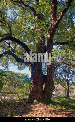 The view of the ancient camphor tree (Cinnamomum camphora) at the Imperial Palace garden. Tokyo. Japan Stock Photo