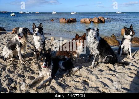 Six working Border Collies resting from play on the beach, Dunsborough, Western Australia Stock Photo