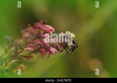 Closeup on a hairy female of the Red Bartsia Blunt horn bee, Meliita tricincta, a specialist on it's host plant, Odontites vulgaris Stock Photo