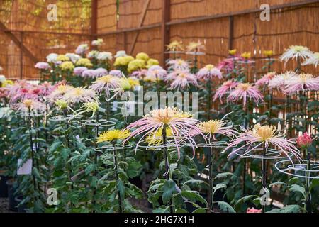 The exhibition of giant chrysanthemum flower, the notable image of Japanese culture at Yasukuni Shrine (Kikka-ten). The series of flower displays arra Stock Photo