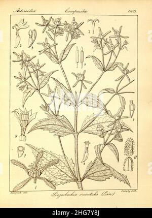 Sigesbeckia orientalis - 001x. Stock Photo