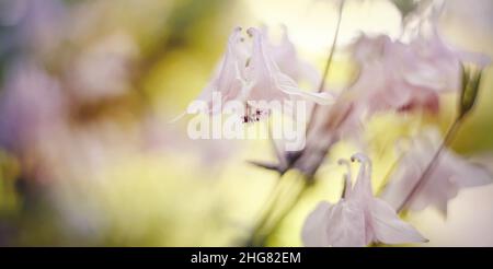 Blurred summer background with flowers of an aquilegia Stock Photo