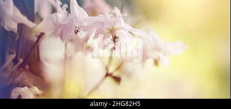 Blurred summer background with flowers of an aquilegia Stock Photo
