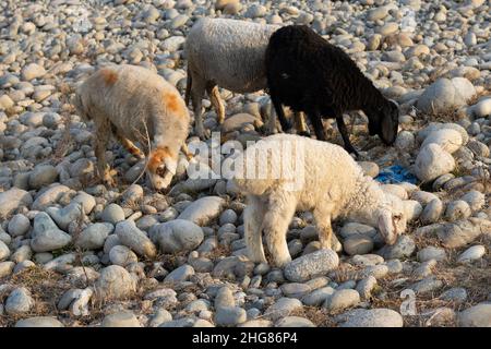 Black sheep among white sheep grazing grass Stock Photo