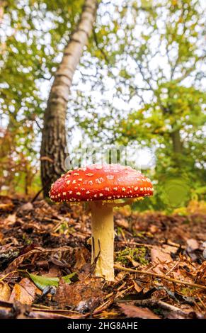 A wild mushroom growing in dense forest woodland. Often bright and beautiful but deadly to animals and humans that may touch or eat them. Stock Photo