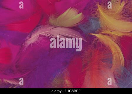 Colorful feather background. Top view. Stock Photo