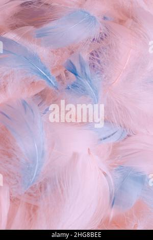 Colorful feather background, top view. Stock Photo