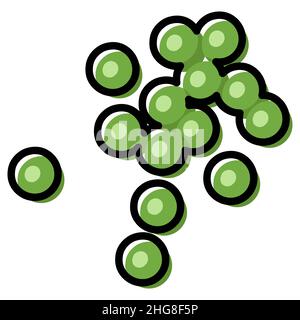Green peas close up vector illustration. Outline color filled simple drawing Stock Vector