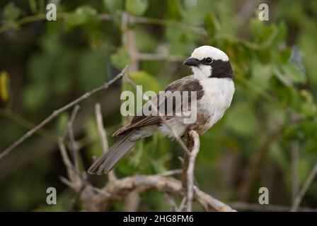 Northern White-crowned Shrike - Eurocephalus ruppelli, beautiful special perching bird from African bushes and savannahs, Taita hills, Kenya. Stock Photo