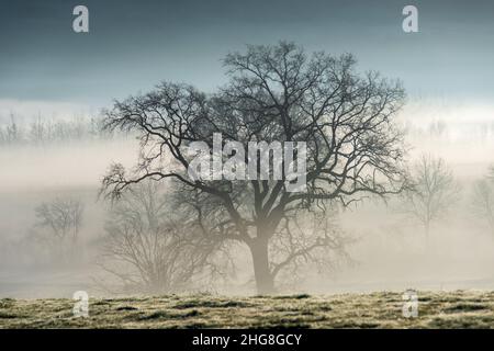 Tree silhouette in the light of a foggy winter morning Stock Photo