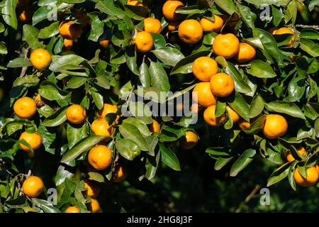 Ripe bright tangerines on a tree on a sunny day. Beautiful citrus natural background Stock Photo