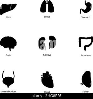 Set of icons of human organs, vector illustration Stock Vector