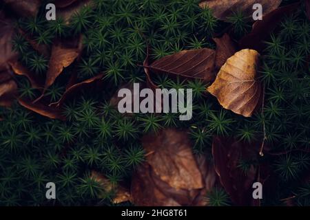 Moss and Leaves on forest ground. High quality photo Stock Photo