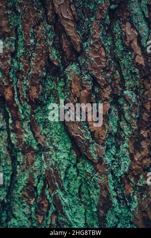 Structure of bark covered in lichen. High quality photo Stock Photo