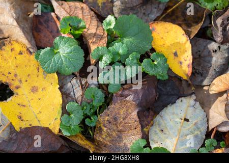 Gewöhnlicher Gundermann, Gundermann, Efeublättriger Gundermann, Echt-Gundelrebe, Gundelrebe, Glechoma hederacea, Alehoof, Ground Ivy, ground-ivy, gill Stock Photo