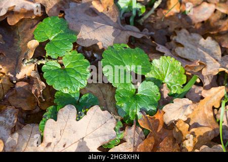 Gewöhnlicher Gundermann, Gundermann, Efeublättriger Gundermann, Echt-Gundelrebe, Gundelrebe, Glechoma hederacea, Alehoof, Ground Ivy, ground-ivy, gill Stock Photo