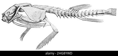 Skeleton of Dibranchus spinosus Annual report of the Board of Regents of the Smithsonian Institution (1908) Stock Photo
