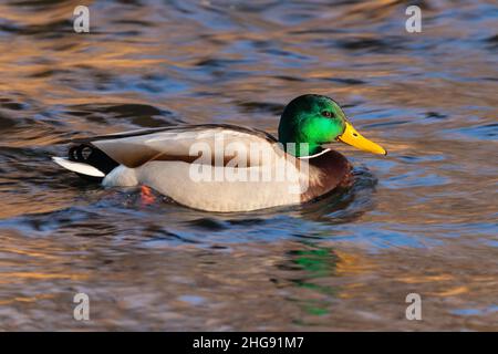 Mallard duck on the water Stock Photo