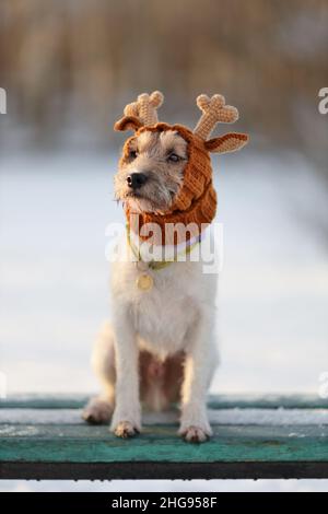 Portrait of young funny dog of parson russell terrier breed in knitted reindeer hat sitting on bench outdoors at winter nature Stock Photo