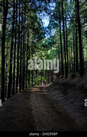 Two women walking on a track through the pine forest near to Santiago del Teide, Tenerife, Canary Islands, Spain Stock Photo