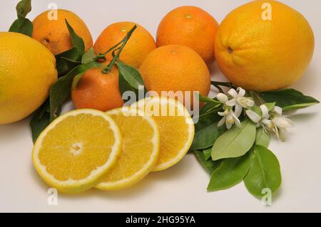 Whole and sliced oranges Stock Photo