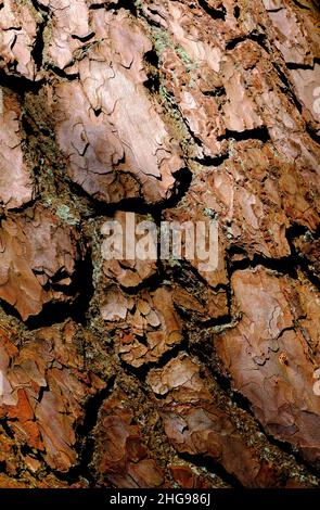 pine tree trunk bark textured background Stock Photo
