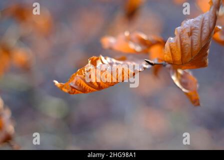 brown leaves on branch of tree in winter, norfolk, england Stock Photo
