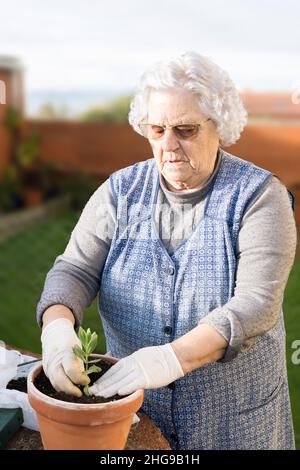 Senior woman repotting a plant in a flower pot in the garden Stock Photo