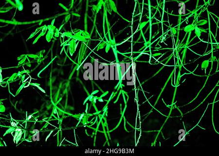 Plants in the dark. Green backlight. Contrast of lights. Stock Photo