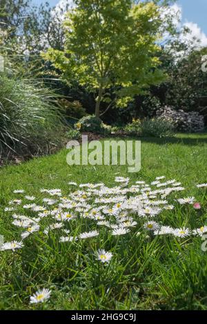 Bellis perennis, Common Daisy growing as wildflower in uncut Lawn  Norfolk UK Stock Photo