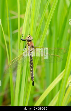Brachytron pratense, Hairy Dragonfly - female  Norfolk UK Stock Photo