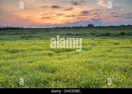 Cotula coronopifolia, Yellow Buttonweed on Norfolk marsh  Norfolk UK Stock Photo