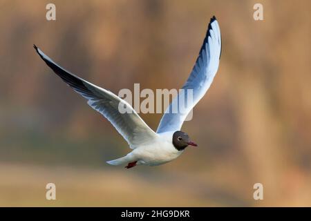 Black headed gull, larus ridibundus. in flight at sunrise. Flying with spread wings over lake. Side view, closeup. Blurred  background, copy space. Stock Photo