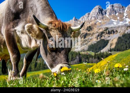 Cow grazing in an alpine meadow in Swiss Alps, Urigen, Switzerland Stock Photo
