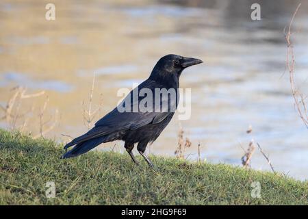 Carrion Crow (Corvus corone) Bowthorpe Norfolk GB UK January 2022 Stock Photo